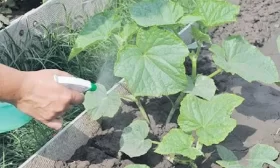 питание для культуры