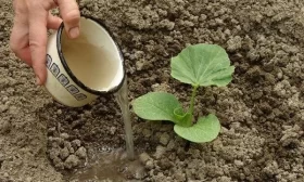 болезни и вредители лука