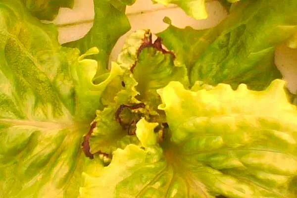 уборка репы с грядки