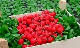 сбор урожая редиса Диего