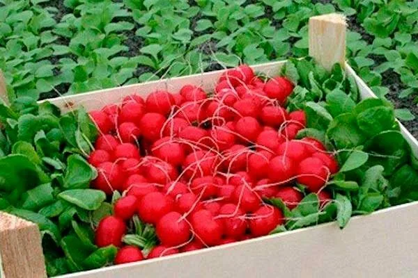 сбор урожая редиса Диего