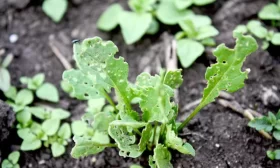 вредители редиски