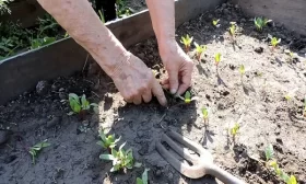 прореживание редиса