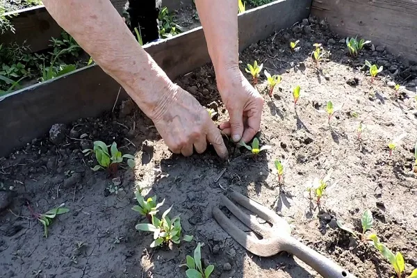 прореживание редиса