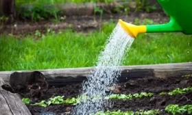 полив редиски