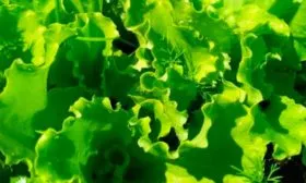 Описание растения