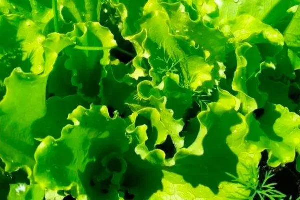 Описание растения