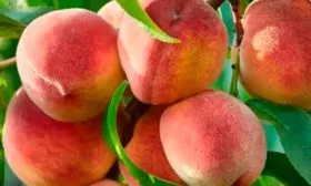 Урожайность и плодоношение