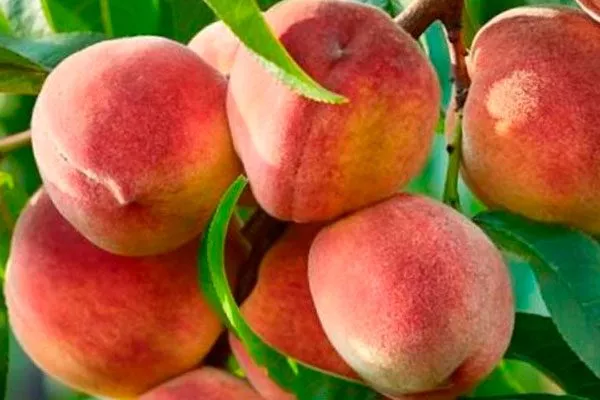 Урожайность и плодоношение