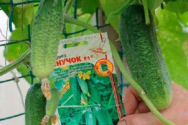 Когда созревает и урожайность