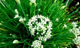 Назначение и применение