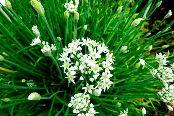 Назначение и применение