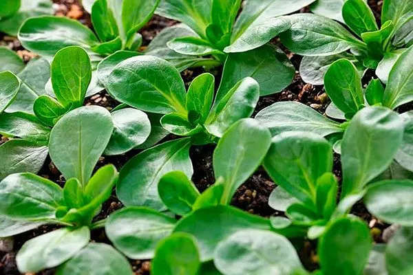 Описание внешнего вида и вкуса