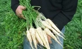 Петрушка Игл