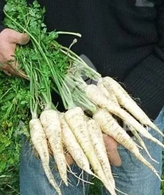 Петрушка Игл