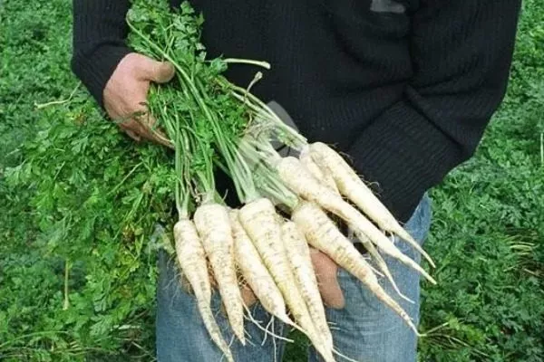 Петрушка Игл