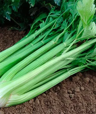 Вкусовые характеристики и применение