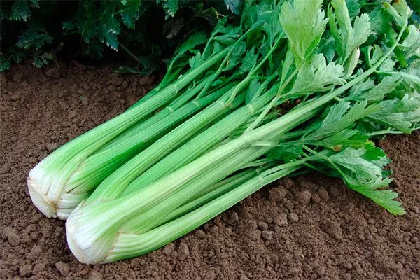 Вкусовые характеристики и применение