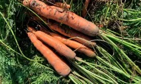 Советы опытных огородников