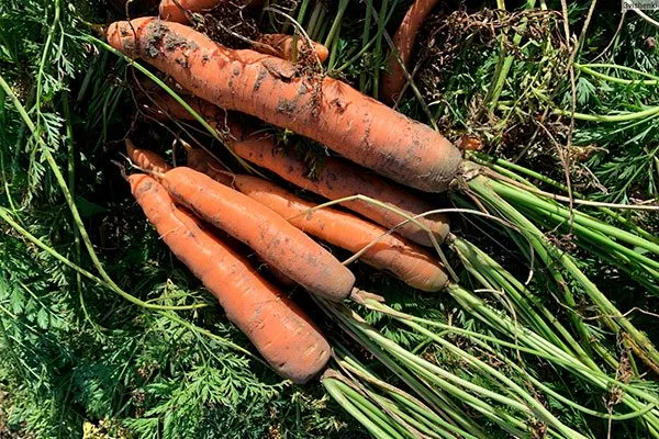 Советы опытных огородников