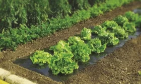 сбор редиса