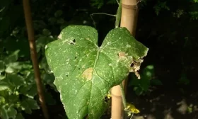 уход за огурцами