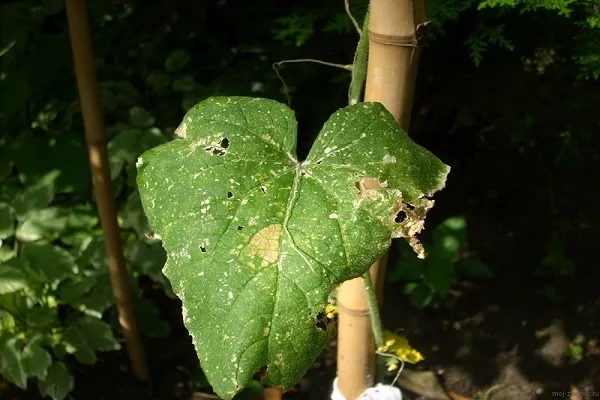 уход за огурцами