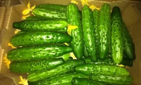 сбор огурцов сорта Эстафета