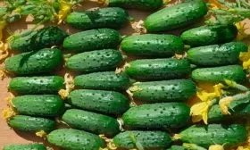 Сбор и применение урожая