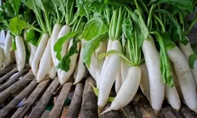 продуктивность редиски Ледяная сосулька