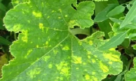 сбор урожая