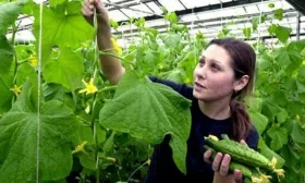 болезни и вредители огурцов