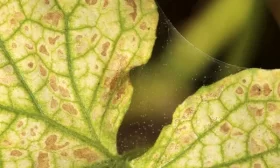 болезни огурцов