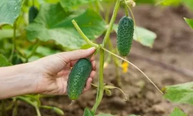 болезни и вредители огурца Кузнечик