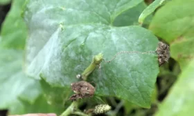 сбор урожая огурцов сорта Майский