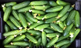 подпитка для огурцов