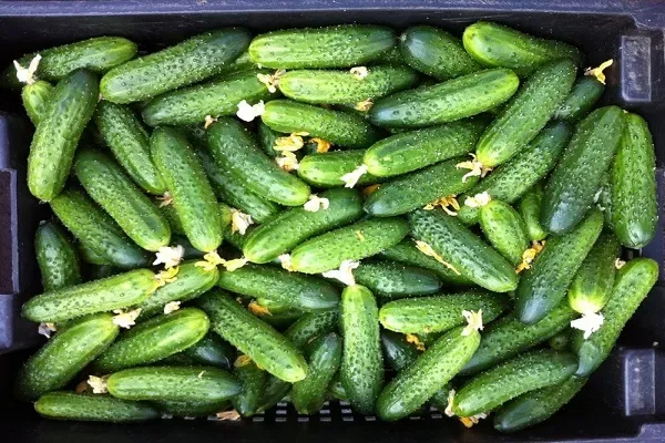 подпитка для огурцов