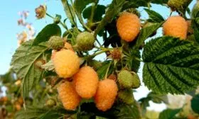 Описание сорта