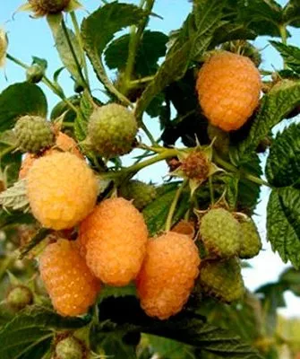 Описание сорта