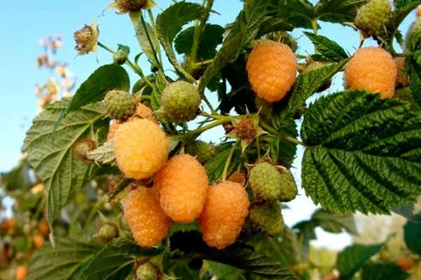 Описание сорта