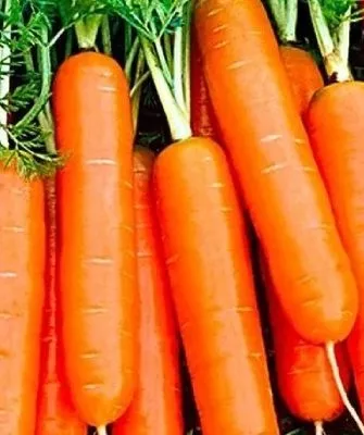 морковь Нежность