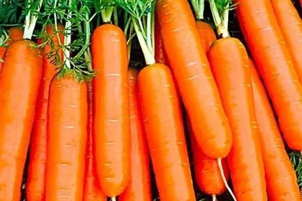 морковь Нежность