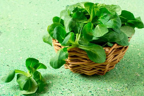 Польза салата рапунцель