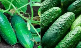 Созревание и урожайность