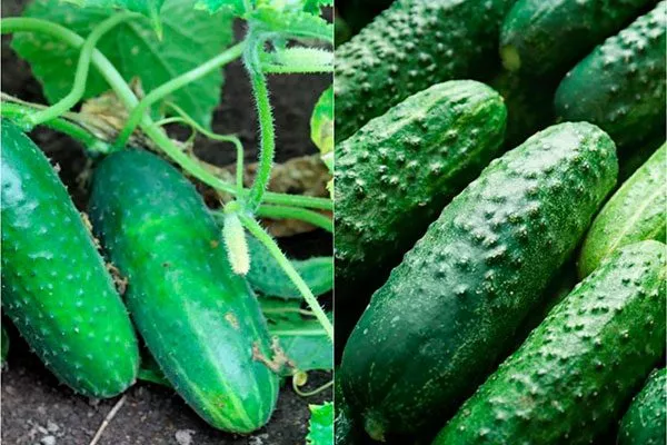 Созревание и урожайность