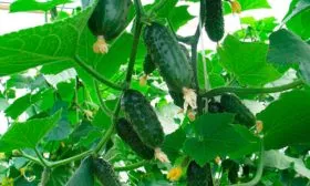 Характеристика внешнего вида растения и зеленцов