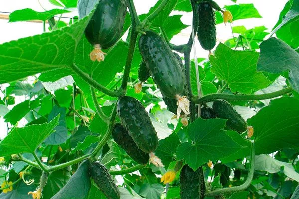 Характеристика внешнего вида растения и зеленцов