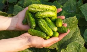 сбор огурцов