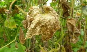 болезни и вредители огурцов