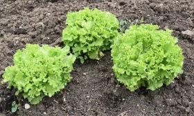 подкормка Эстафеты